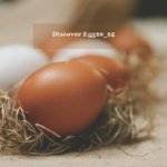 Discover Egg20_25: The Cutting-Edge System Transforming Poultry Farming